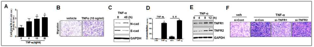 MCF10A에 TNF-α의 24시간 처치에 의한 세포분열 촉진(A), 세포이동성 증가(B), EMT 촉진(C), TNF-α/IL-6 발현 증가 (D), 및 TNFR1/2 증가(E). TNFR1 또는 TNFR2 넉다운이 TNF-α유도 이동성에 미치는 효과(F). TNFR2 넉다운은 세포이동성을 억제하지 못함