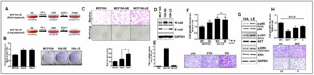 10A-SE 및 10A-LE 세포주 확립(A). 이들 세포주는 세포분열과 콜로니성장능(B), 전이능이 증가함(C). 두 세포주에서의 EMT 변화(D), TNF-α 발현 수준(E)을 측정함. 10A-LE세포주는 MCF10A와는 달리 TNF-α 처치에 대해 더 이상 반응하지 않으며(F), TNF-α억제제 처치로 전이능 억제는 없음(F). 10A-LE세포에서의 생존 신호계 활성화(G)와 이들 신호계 억제제에 의한 세포이동능 감소 확인(H)