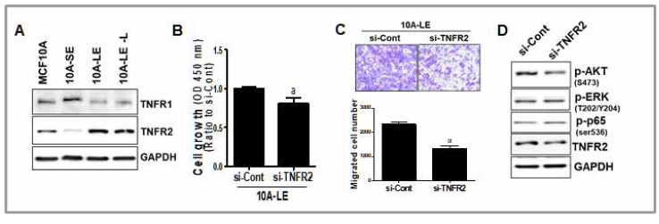 10A-SE 및 10A-LE에서 TNFR1/2의 변화(A), 10A-LE에서 TNFR2의 넉다운이 세포분열능(B), 전이능(C), 및 신호계활성화에 미치는 작용(D)