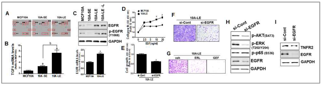 Cytokine array 분석(A), 10A-LE에서 TGF-α의 증가(B) 및 EGFR 발현과 활성의 증가(C), EGF 처치 후 세포분열(D). 10A-LE에서 EGFR 넉다운 후 세포분열(E), 전이능(F) 변화, 10A-LE에서 EGFR 억제제 처치 후 전이능 변화(G), 생존 신호계 활성 변화(H) 및 TNFR2 수준의 변화(I)