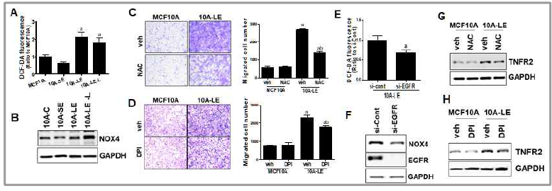 10A-LE세포에서의 ROS 수준 증가(A 및 NOX4 수준의 증가(B), NAC(C) 또는 NOX4저해제 처치(D)는 LE세포의 전이능을 억제하며, EGFR 의 넉다운은 ROS/NOX4를 감소시킴(E-F). 또한 LE세포에서의 TNFR2 증가는 NAC 또는 NOX4저해제 처치로 감소함 (G-H)