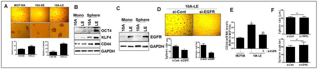 10A-LE세포의 증가한 sphere 형성/유지능(A)과 TIC 마커 발현(B) 및 EGFR 발현 수준(C). 10A-LE에서 EGFR 넉다운은 sphere 형성능을 현저히 억제하고 CD44 발현 증가를 차단함(D-E). 반면 TNFR2의 넉다운은 LE세포의 sphere 형성에 영향을 주지 않음