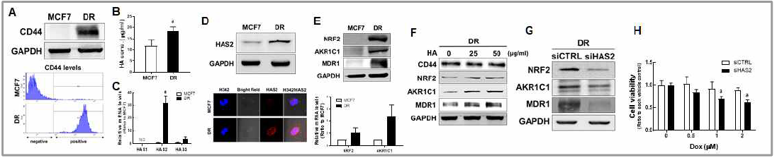 CD44-high TIC-유사 유방암세포(A)에서 HA 생성 증가(B)는 HAS2 발현 증가에서 기인함(C-D). CD44-high TIC-유사세포에서 NRF경로가 활성화되어 있으며(E), HA의 처치는 NRF2 경로의 추가 활성화를 이끔(F). 이 세포에서 HAS2의 억다운은 NRF2 경로를 감소시키고(G) 항암제 저항성을 억제함(H)