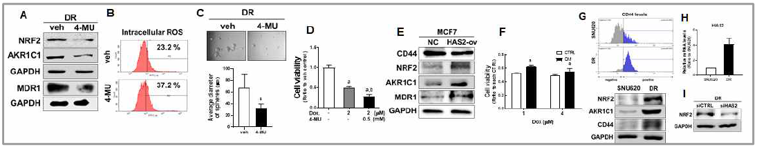 CD44-high TIC 유사세포에 4-MU 처치 후 NRF2 수준 변화(A), ROS 수준 변화(B), sphere 형성능(C), 항암제 감수성(D) 변화. MCF7에 HAS2 과잘현 후 NRF2 활성화(E), 항암제 저항성 증가(F). 항암제 저항성 위암세포에서 CD44 및 NRF2 증가(G)와 HAS2 증가(H) 및 HAS2 넉다운 시 NRF2 감소(I)