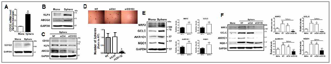 대장암세포의 sphere 배양 시 CD133의 수준 증가(A), TIC마커의 증가.(B). CD133을 넉다운 후 TIC마커의 감소(C), sphere 형성능 감소(D). 대장암 sphere에서 NRF2 경로의 증가(E) 및 CD133 넉다운에 의한 sphere SRF2 증가의 차단(F)