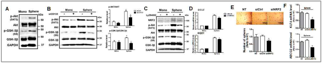 대장암 sphere에서 PI3K/AKT 신호계의 활성화(A), CD133 억제에 의한 PI3K/AKT 활성화 억제(B), PI3K 억제제에 의한 NRF2 경로 억제(C-D), NRF2 억제에 의한 sphere 형성 저하(E) 및 TIC마커의 증가 차단(F)