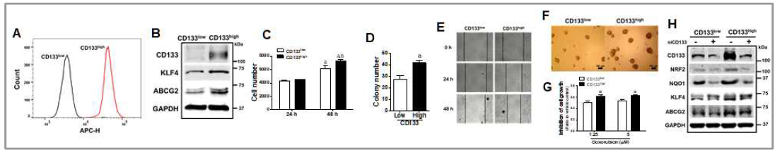 CD133-high TIC-유사 세포주 확립(A) 및 이 세포주에서 TIC 마커 증가(B), 성장능 증가(C-D), 이동성 증가(E), sphere 형 성능 증가(F), 및 항암제 저항성(G) 확인. 이 세포주에 NRF2 경로는 증가되어 있으며, CD133 억제 시 감소하였음(H)