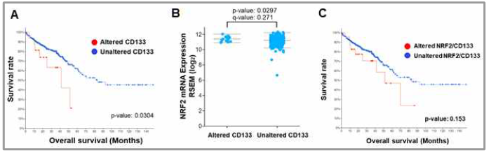 CD133 변이와 대장암환자 생존 및 NRF2 수준과의 연관성