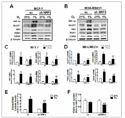 NRF2 억제 암세포주의 저산소 적응 대사 효소 발현의 저해