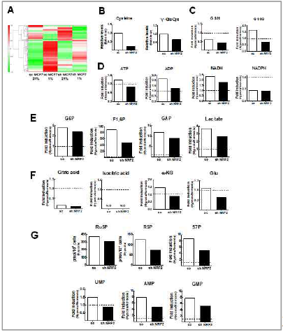 NRF2 억제 종양세포의 저산소 배양에 의한 재사체 변화