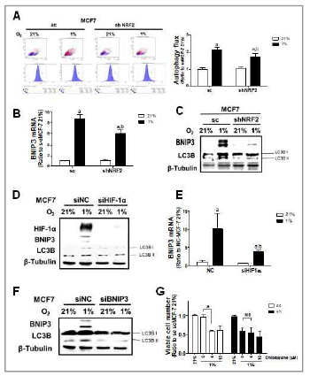 NRF2 억제에 의한 저산소 유도 오토 파지 활성화 저해 효과