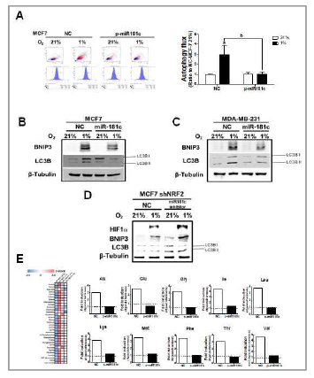 miR-181c를 통한 저산소 유도 오토파지 활성화 억제 효과 규명