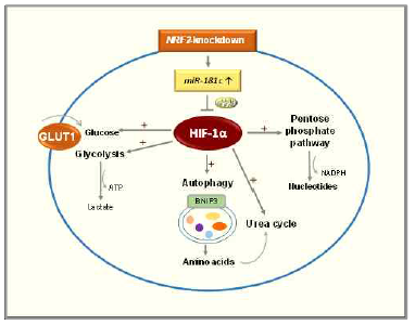 NRF2 억제 유방암세포에서 HIF-1α 매개 대사 적응 저해 현상