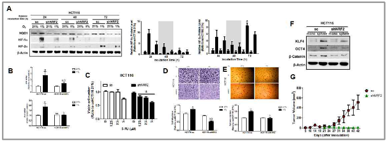 저산소 유도 TIC 발달에 대한 NRF2의 역할. (A) 암세포의 저산소 배양 시 HIF-1α은 단시간 반응성, HIF-2 α는 장시간 반응성 인자임. NRF2-low 암세포에서 TIC 마커의 감소(B), 항암제 저항성 감소(C), 암세포 전이(D)와 sphere형성능 감소(D,E) 및 sphere에서 TIC 증가의 억제(F). 저산소 장기 배양 NRF2-low 암세포에서는 종양 성장이 억제됨(G)