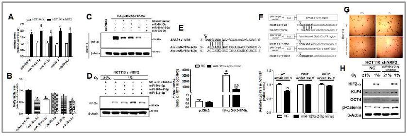 NRF2-low 암세포에서 miR-181a에 의한 HIF-2α억제. NRF2-low 암세포에서 HIF-2α 타겟 miRNA의 수준(A), (B) HIF-2 α3’-UTR 억제 효과, (C) HIF-2 α단백질 억제 효과, (D) 타겟 miRNA inhibitor의 HIF-2α에 대한 효과, (E) miR-181a의 HIF-2α 3’-UTR 작용 부위 및 억제 작용, (F) HIF-2α3’-UTR 변이를 통한 miR-181a의 선택성 확인, (G) miR-181a에 의한 저산소 내 sphere 형성 억제, (H) miR-181a inhibitor에 의한 저산소 내 TIC 마커 증가