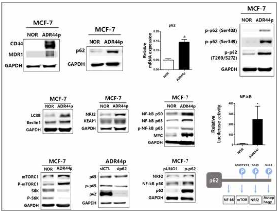 CD44-high TIC모델에서 p62, mTOR, NF-kB 신호계의 변화