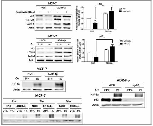 CD44-high TIC모델에서 p62에 의한 저산소 유도 HIF-1α 증가