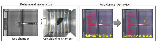 사회성 조건화 동물모델의 실험장비와 사회성 회피행동 패턴