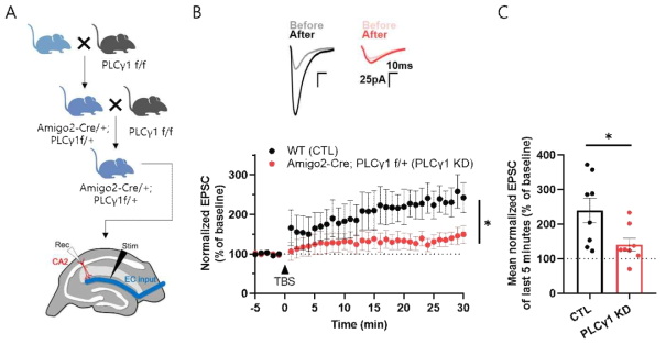 Amigo2-Cre/+;PLCγ1 f/+ 마우스의 해마CA2에서 TBS-LTD 손상