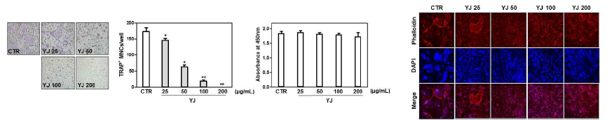 육미지황탕 물 추출물이 BMMs에서 RANKL로 유도되는 파골세포의 분화 억제 효과 확인