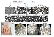 Stirrer 배양 시, 시간에 따른 morphology 변화 관찰