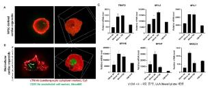 Stirrer 배양한 심장 오가노이드와 ULA 96well plate에서 CM+H+F 공동 배양한 심장 오가노이드의 심근세포 마커 발현 확인. a) 10일간 심근세포 분화 유도 후, stirrer로 옮겨서 배양. b) 분화 유도된 심근세포+HUVEC+Cardiac fibroblast을 공동 배양. c) Stirrer에서 자발적으로 다세포성 오가노이드 형성과 심근세포+HUVEC+Cardiac fibroblast 공동 배양 간의 유전자 발현