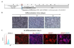 다능성 심장전구세포 분화 유도. A) 전체적인 분화 프로토콜. B) 시간에 따른 세포의 모양. C) FACS와 면역염색을 통해 SSEA1, ISL-1, MESP1의 발현 확인