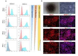 다능성 심장전구세포의 지속적인 계대배양. A) FACS 분석을 통한 계대배양에 따른 SSEA4와 SSEA1의 발현양상 조사 . B) PN=3에서의 면역염색을 통해 ISL-1, MESP1, NKX2.5의 발현 확인. PN, passage number