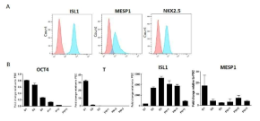 다능성 심장전구세포의 지속적인 계대배양. A) 유세포 분석을 통한 PN=3에 ISL1, MESP1, NKX2.5의 발현양상 조사. B) 계대배양에 따른 심장전구세포 마커 발현을 RT-qPCR로 확인