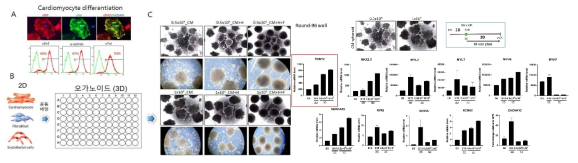심근세포, 성체내피세포, 성체심장섬유아세포로 구성된 다세포 심장 오가노이드 제작. A) 인간줄기세포로부터 심근세포 분화 유도. B) 다세포 심장 오가노이드 제작을 위해 ULA 96 well spindle-shape plate를 이용하여 구형을 제작. C) 분화 유도된 심장세포, 내피세포, 심장 섬유아 세포의 공동 배양을 통해 다세포 심장오가노이드 제작 D) 심근세포 수에 따라서 심근 구형 제작