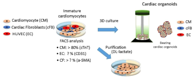 심장오가노이드 구축 모델