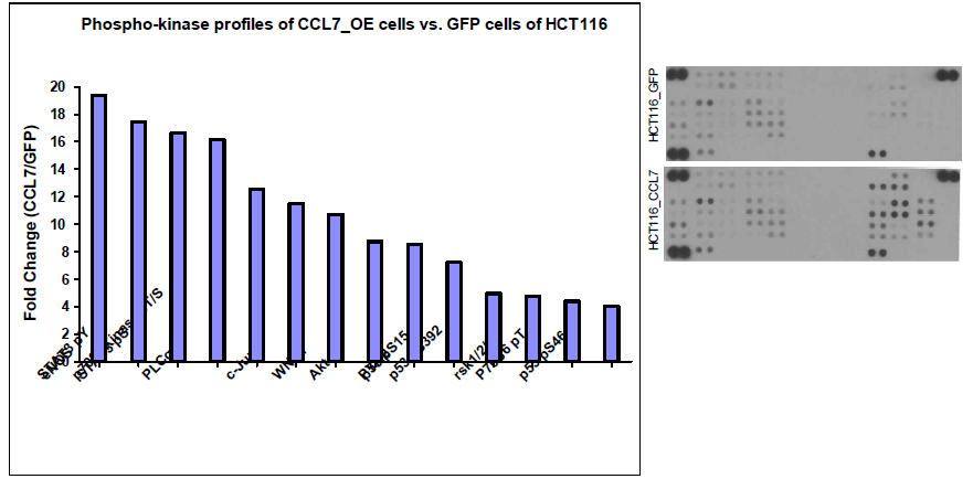 phsphokinase profiles of CCL7 over-expressed cells