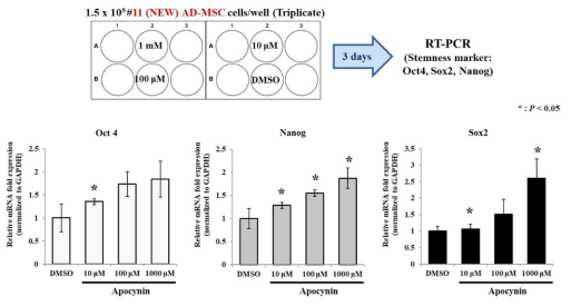 MSC의 stemness marker 발현에 대한 apocynin 처치의 효과