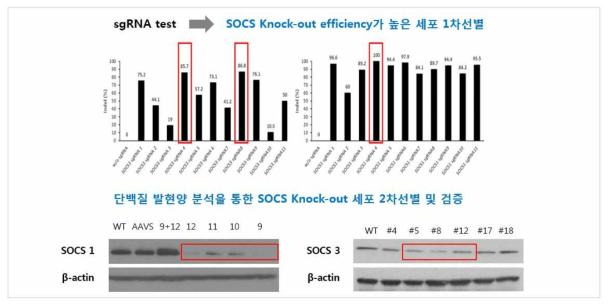 줄기세포에서 CRISPER-Cas9 gene editing 기술을 적용한 SOCS 발현 제어