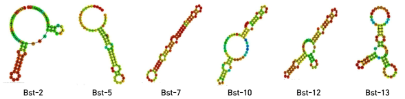 Bst polymerase 결합 앱타머 후보군 2차구조 예측 결과