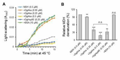 AHA 단백질의 autonomous molecular chaperone 활성. A. 고온-유도 기질 단백질 보호를 위한 AHA 단백질의 molecular chaperone 활성, B. AHA 단백질의 고온-유도 기질 단백질 보호 활성 비교