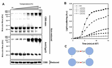 온도-의존적 p23의 구조변화(A), 그에 따른 molecular chaperone 활성 증가(B), 및 Cys-기반 p23 구조 결합 모식도