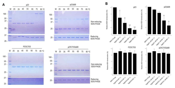 Cys75를 통한 p23 단백질의 tetramerization 및 chaperone 활성 조절. p23 point-mutation (C75S) 및 C-말단 truncation (Δ68) 단백질의 구조 변화(A) 및 chaperone 활성 변화(B)