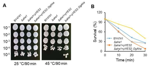 식물 AHA 과발현을 통한 yeast Δaha 돌연변이체의 고온 스트레스 내성 증가. (A) yeast-spot assay를 통한 AHA 과발현 yeast 형질전환체의 고온 스트레스 저항성, (B) 고온 스트레스하에서 AHA 과발현 yeast 형질전환체의 survival rate