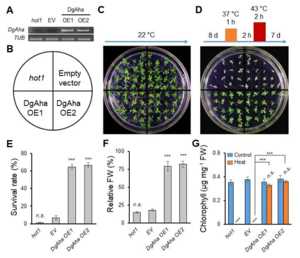AHA 과발현 식물체의 고온 스트레스 저항성 획득. (A) AHA 과발현 애기장대 형질전환 식물체내 AHA 발현, (B) Dotting template, (C) Control 처리 식물 표현형, (D) 고온 스트레스 처리 식물 표현형, 고온 스트레스 노출후 식물체의 survival rate(E), 생체중(F) 및 chlorophyll content(G)