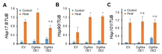 고온 스트레스하에서 AHA 과발현 형질전환 식물체내 HSP90 유전자 발현 증가. 고온스트레스에 의한 HSP17.6(A), HSP90(B), 및 HSP101(C)의 전사 수준 비교 분석