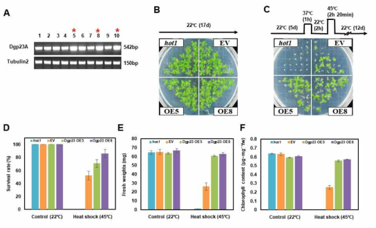p23 과발현 식물체의 고온 스트레스 저항성 획득. (A) AHA 과발현 애기장대 형질전환 식물체내 AHA 발현, (B) Control 처리 식물 표현형, (C) 고온 스트레스 처리 식물 표현형, 고온 스트레스 노출후 식물체의 survival rate(D), 생체중(E) 및 chlorophyll content(F)