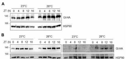 Hot ambient temperature 조건하에서 GI 단백질의 안정성 증가(A) 및 HSP90-GI 단백질 상호결합 증가(B)