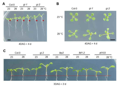 Hot ambient temperature하에서 GI 및 ZTL 돌연변이 식물체의 thermomorphogenesis. GI mutant alleles(gi-1과 gi-2)의 hot ambient temperature에 의한 hypocotyl elongation(A) 및 petiole elongation(B), (C) ZTL family 유전자 돌연변이(lkp2, fkf1-2와 ztl103) 식물체의 hot ambient temperature에 의한 thermomorphogenesis