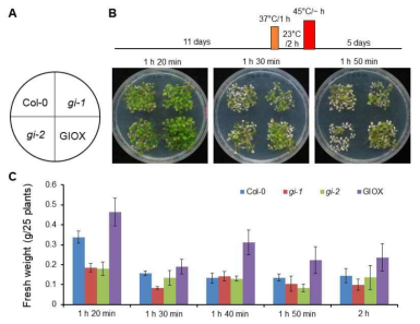 GI의 고온 스트레스 저항성 획득. GI 과발현 식물체의 고온스트레스 저항성 표현형(A와 B) 및 생체중(C)