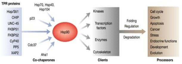 HSP90과 파트너 단백질들간 상호작용 및 client 단백질의 단백질 항상성 조절을 통한 세포내 반응