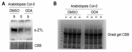 HSP90 inhibitor인 GDA 처리에 의한 client 단백질 ZTL의 발현 감소(A)와 단백질체 분석을 위한 total protein 시료 준비(B)