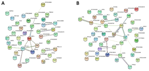 GDA 처리에 의해 애기장대 식물체내 differentially expressed proteins. (A) GDA에 의해 증가하는 단백질체, (B) GDA에 의해 감소하는 단백질체