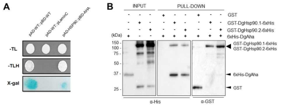 HSP90과 AHA 단백질간 interaction. A. Y2H를 통한 HSP90-AHA 단백질간 interaction. B. in vitro GST pull-down을 통한 HSP90-AHA interaction