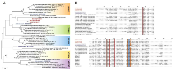 A. IMCC27063 미생물을 감염하는 파지 P27063 N4, N6, F7에 의해 운반되는 WhiB 유전자의 maximum-likely 계통수. B. P27063 N4, N6, F7 파지의 WhiB 단백질 아미노산 서열 정렬. 색상으로 표기한 아미노산 서열은 WhiB 유전자내에 보존되어 있는 활성 사이트로써 네 개의 시스테인과 β-턴을 나타내고 있다